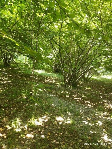 ağaçların dermanlanmasi v Azərbaycan | BITKI KÖKLƏRI: 12 sot, Tikinti, Mülkiyyətçi, Kupça (Çıxarış)