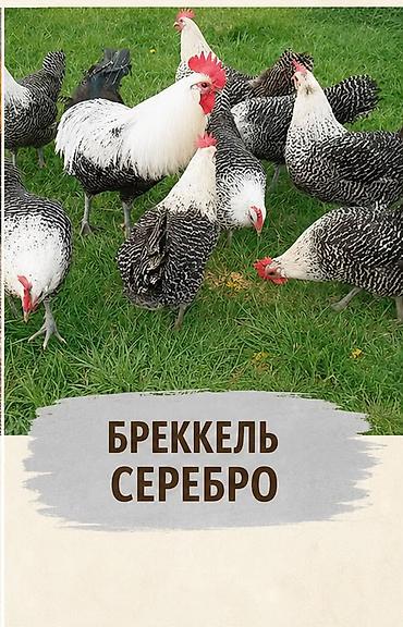 Животные: Продаю | Куры | Для разведения — 3