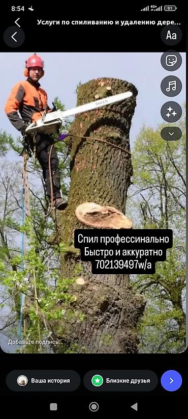 Профессиональные услуги по спилу и удалению деревьев. - Арбористские