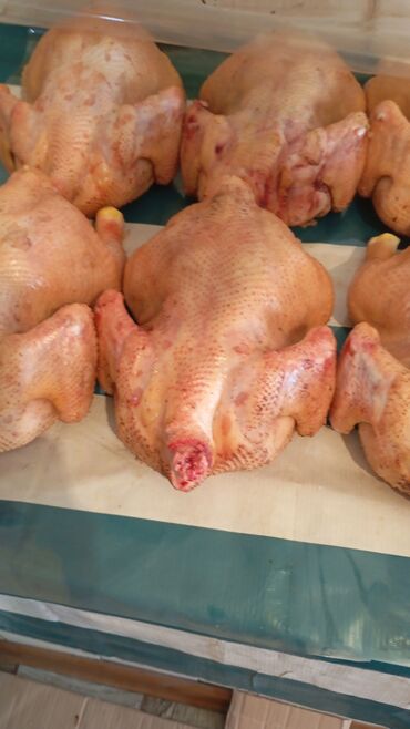 продам мясо: Продаем тушки цыплят бройлера вес стандарт 2 кг по 300 с./кг Не