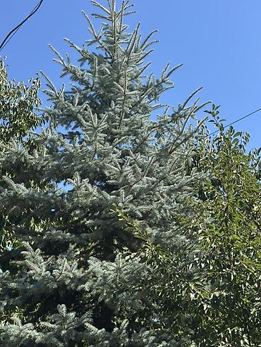 молочай цветы: Ель голубая (Picea pungens ‘Glauca’) — зрелые ландшафтные деревья — 4