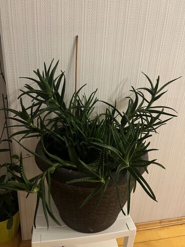 Tinglər: Böyük ölçülü aloe (sukulent) – dekorativ qəhvəyi səbət fakturalı