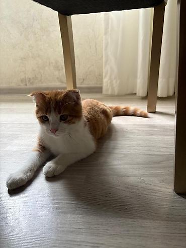 maine coon satisi: Şotland yastı qulaq, Erkək, Yaxşı əllərə, Ünvandan götürmə — 1