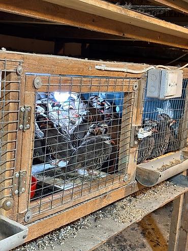 barred rock: Məhsul: Dağ kekliyi (Alectoris chukar) – sürü halında Təsvir: - — 7