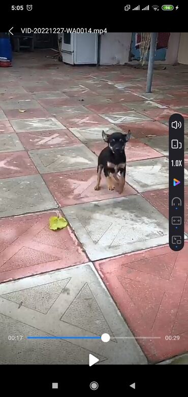 İtlər: 2 ay, Erkek, Peyvəndli, Pulsuz çatdırılma, Ödənişli çatdırılma, Rayonlara çatdırılma — 7