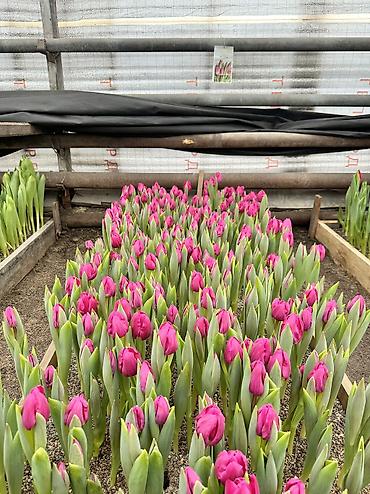 Садовые цветы и кустарники: Луковицы цветка: Тюльпаны, Бесплатная доставка — 6