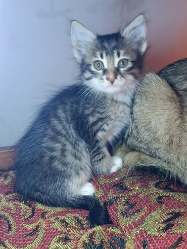 Pişiklər: Yaxşı əllərə — 2