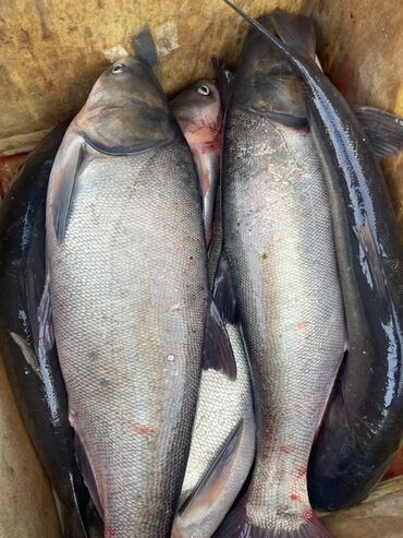 айнектер бу: Свежий at lalafo.kg айнектер бу: Свежий