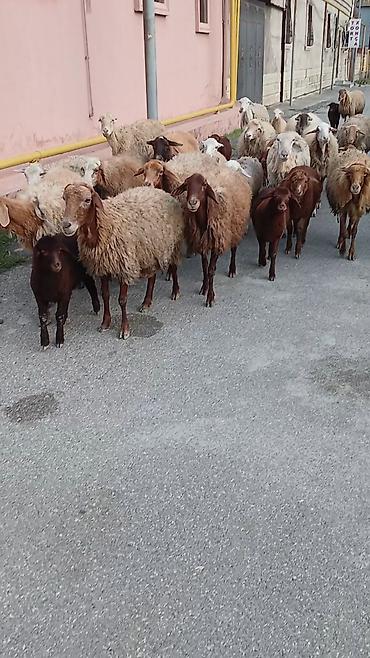 qoyun satişi: Salam. 16 ana bala 3 subay. kom sekilde satilir. etrafli z vuru — 4
