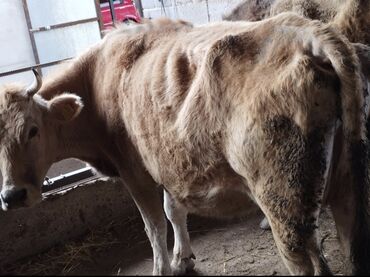 быки в канте: Продаю | | Алатауская | Для молока | Стельные