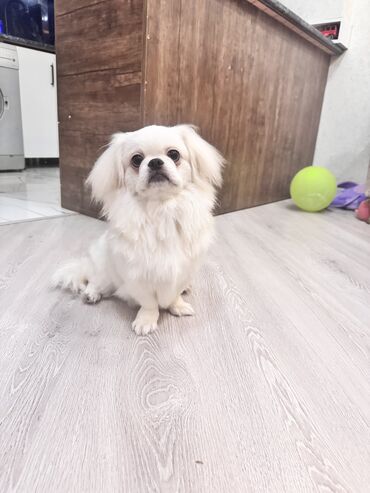 pekines itleri qiymeti: Pekines, 6 ay, Dişi, Peyvəndli, Ünvandan götürmə