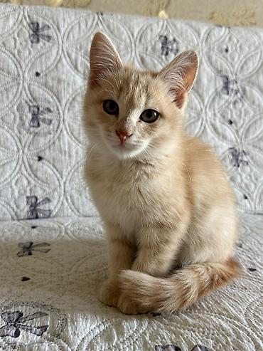 Продажа кошек: 2 месяца, Мальчик — 1