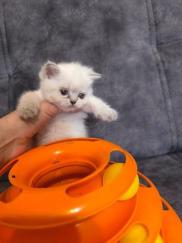 Pişiklər: Fars — 10