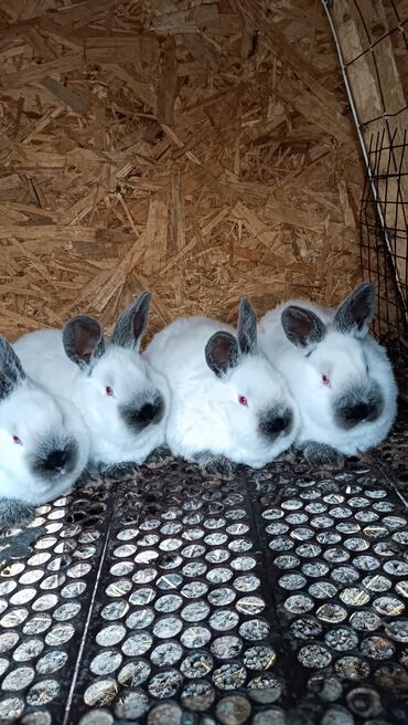 цена кролика живого: Продажа крольчат порода Калифорния возраст 2 месяца привитые