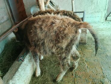 Коровы, быки: Продаю | Тёлка | Алатауская, Полукровка | Для разведения | После отела — 29