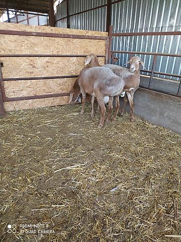 Баран, овца: Продаю | Баран (самец) | Долан, Арашан | Для разведения — 6