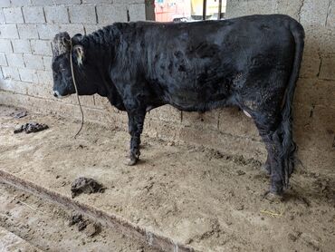 мышык бекер берем: Сатам | Бука (эркек) | Абердин-ангус | Бордоп семиртүү үчүн