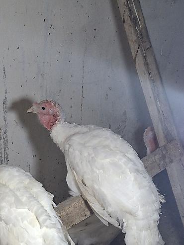 hinduşka satışı: Təmiz cins Ag kanada hindusqalari satilir 15 ededdir cemi erkekli — 3