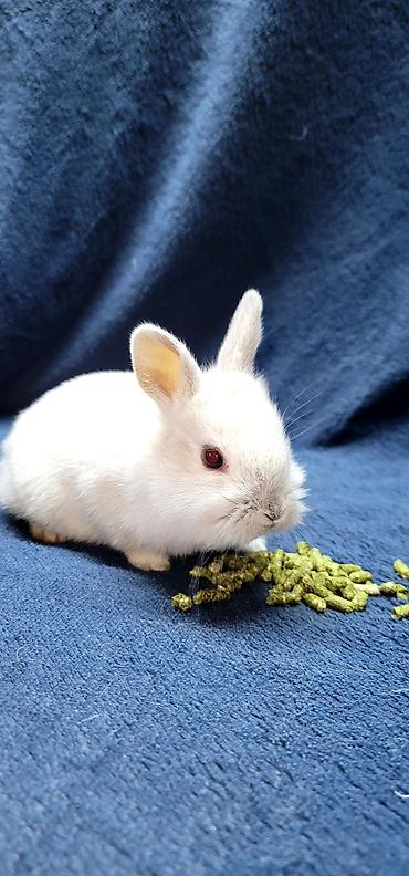 Декоративные кролики: Продаются декоративные крольчата, милые малыши с очень красивыми — 14