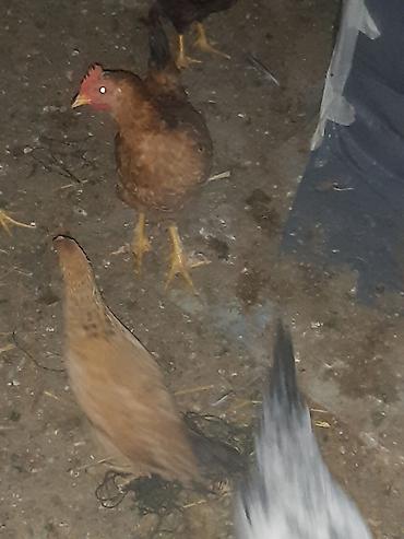 Cücələr: Toyuq cücələri, Ətlik — 2