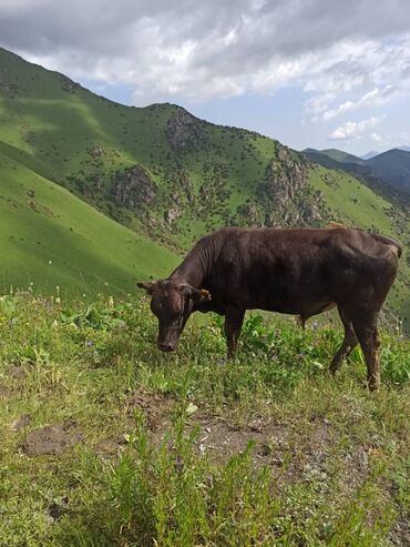 куплю корову: Коровы, быки