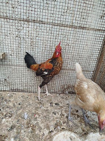 toyug hini: Toyuq, Damazlıq, Rayonlara çatdırılma — 7
