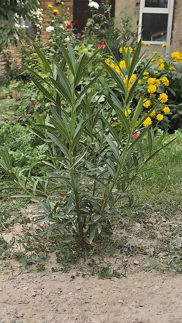олеандр: Олеандр (Nerium oleander), молодой куст - Декоративный вечнозеленый — 1