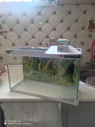 Akvariumlar: Şüşə akvarium Mənzərəli fonu var qiymət sondur - Şəffaf şüşədən — 1