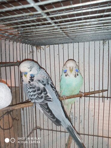 Digər quşlar: Çex cütler satılır papuqaylar təmiz qan vıstıvıcnıy vıstıvka sərgi — 22