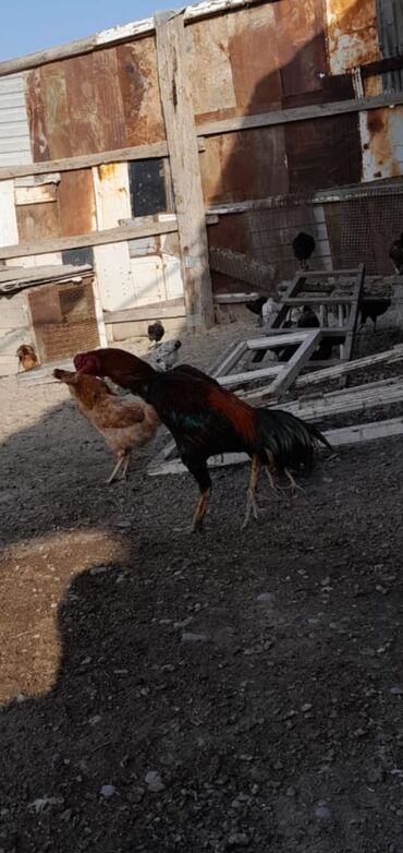 Xoruzlar: Məhsul: Xoruz (yerli döyüş/əsilzadı tipli) Təsvir: - Uzun bədənli — 4