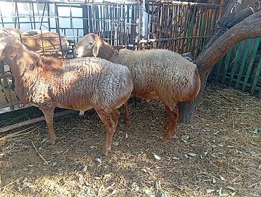 продам курей: Продаю | Баран (самец) | Гиссарская, Арашан | На забой, Для разведения | Осеменитель — 7