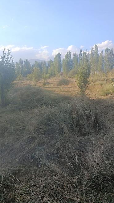 Кыймылсыз мүлк: 50 соток, Айыл чарба үчүн — 2