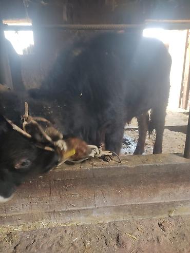 Коровы, быки: Продаю | Бык (самец) | На откорм | Привязанные — 5