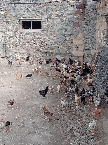 at satıx: Toyuq cücələri, Ətlik, Ünvandan götürmə — 10