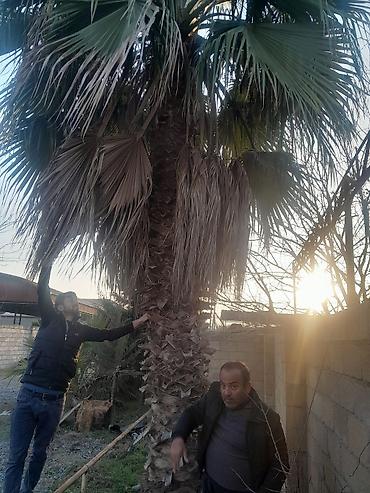 Ağaclar: Məhsul: Dekorativ palma ağacları (Trachycarpus/Vindozaya bənzər yelpik — 10