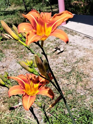 Bağ evlərinin satışı: Zerdab rayonu,Melikli kendinde kupcali,30sota yaxin heyeti olan ev -da lalafo.az — 2 Bağ evlərinin satışı: Zerdab rayonu,Melikli kendinde kupcali,30sota yaxin heyeti olan ev — 2