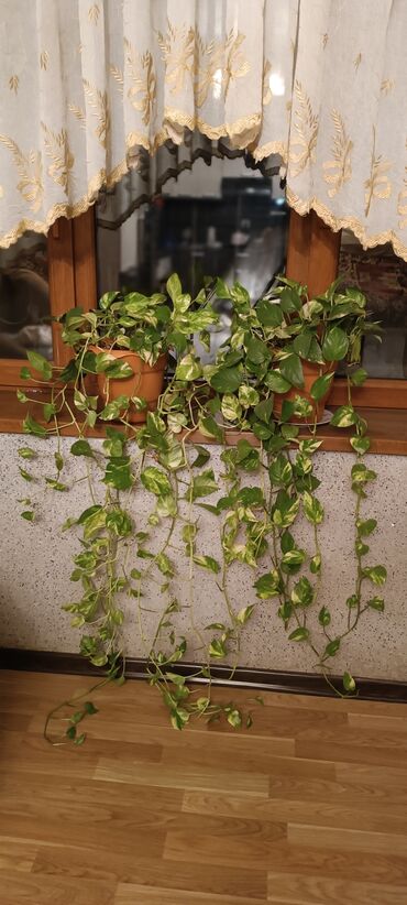 yuxuda gul qabi görmek: Qızıl sarmaşıq (Epipremnum aureum, pothos) – asma və ya dırmaşan bəzək