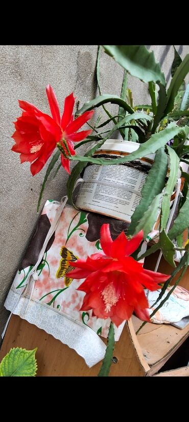 Buket güllər: Epiphyllum (Orxideya kaktusu) – parlaq qırmızı iri çiçəklərlə