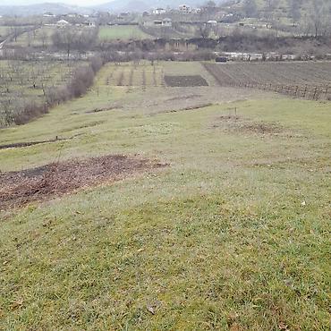 Torpaq sahələrinin satışı: Kənd təsərrüfatı — 4