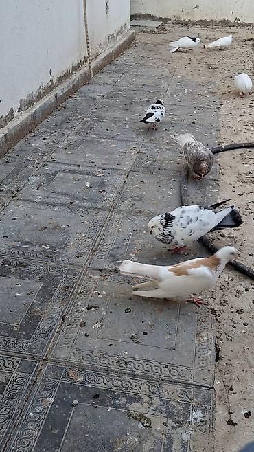 Quşlar: Məhsul: Fərqli rəng və naxışlarda ev göyərçinləri (kolleksiya və uçuş — 7