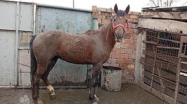 Лошади, кони: Продаю | Кобыла (самка) | На забой — 7