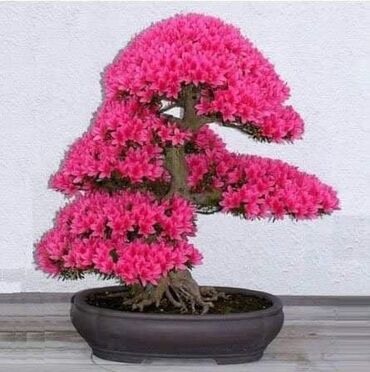 Semena i sadnice: Sakura Bonsai mini japanska trešnja seme
Cena: 550din/5 semenki — 2