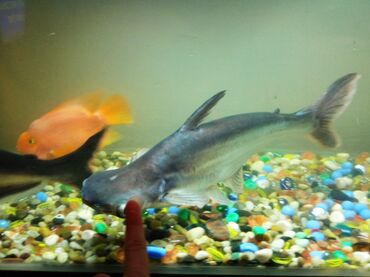 рыба сом в кыргызстане: Продам больших рыб 35+ см. Называется радужная акула или факельная