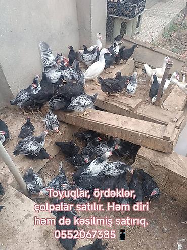 Digər quş: Kənd toyuğu Toyuq Bütöv — 4