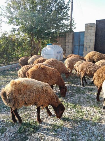 qurbanliq quzu: 22 erkək quzu diri çəkiləri 30 40 arasi bordag quzulari super