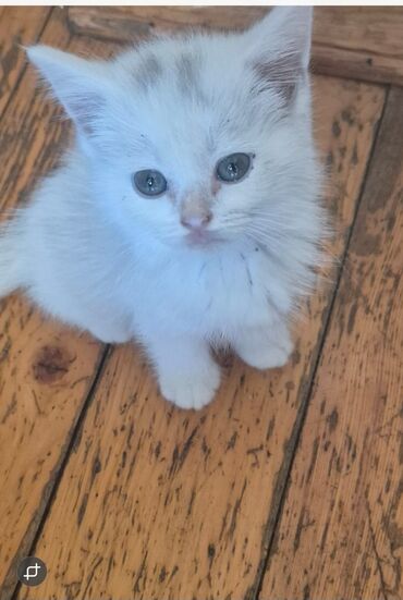 Pişiklər: Şotland, Dişi, Yaxşı əllərə, Ünvandan götürmə, Pulsuz çatdırılma, Ödənişli çatdırılma — 22