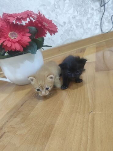 Akvariumlar: Erkək, Yaxşı əllərə