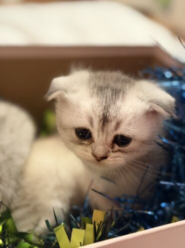 Pişiklər: Şotland — 8