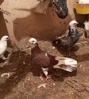 Göyərçinlər: Temiz babayevisqi eni quyruq hundur ayaq uzun quwdardi erkey dest ag — 6