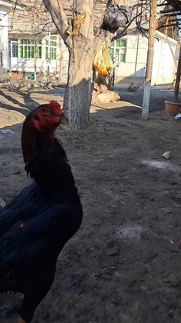 Куры, петухи: Продаю | Петух | Бойцовая | Для разведения — 9